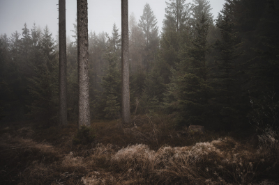 Foggy forest