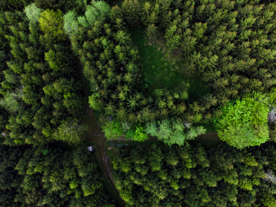 Wald von Oben