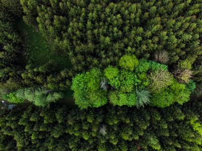 Wald von Oben