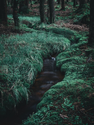 Bachlauf im Wald