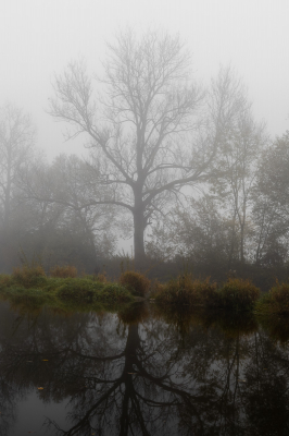 Baum im Nebel