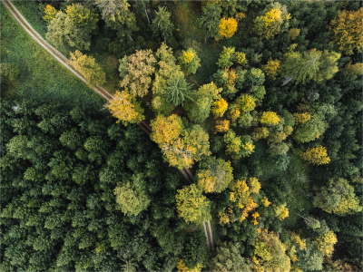 Frühlingswald von Oben