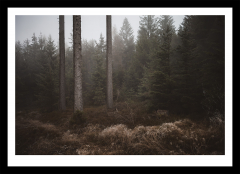 Foggy forest