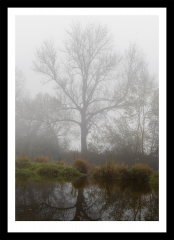 Baum im Nebel