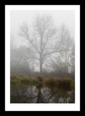 Baum im Nebel