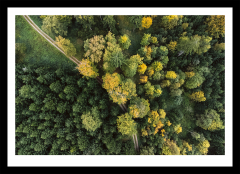 Frühlingswald von Oben