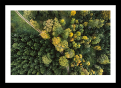 Frühlingswald von Oben